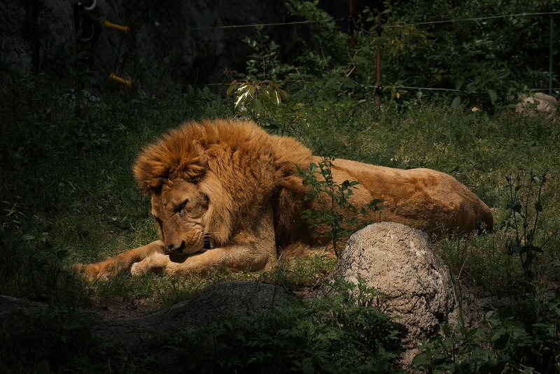 愛媛県立とべ動物園へ_b0198768_210645.jpg