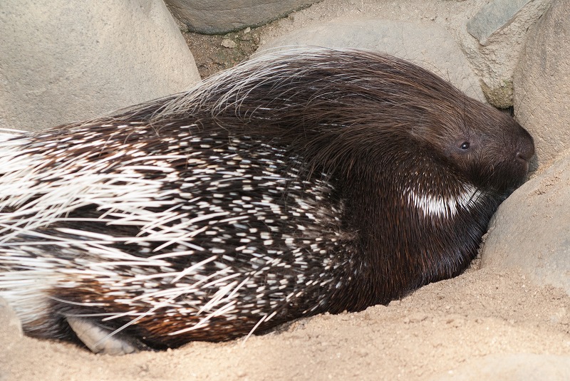 愛媛県立とべ動物園へ_b0198768_2144742.jpg