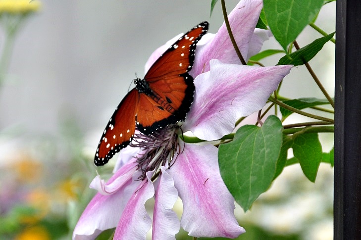 Butterflies & Blooms #2 -Conservatory of Flowers at GG Park_a0126969_5132855.jpg