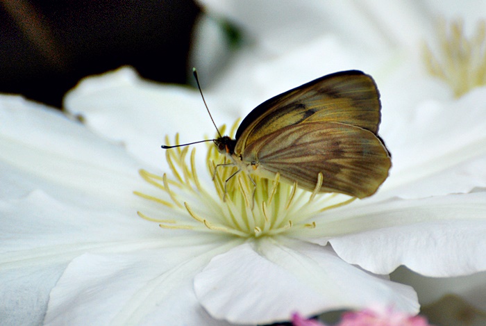 Butterflies & Blooms #2 -Conservatory of Flowers at GG Park_a0126969_5144472.jpg