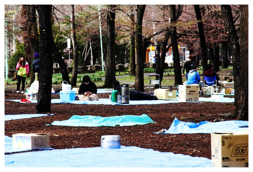 早朝の円山公園 桜にはまだ少し早かったらしい 札幌日和下駄
