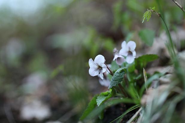 e0304170_20163977.jpg