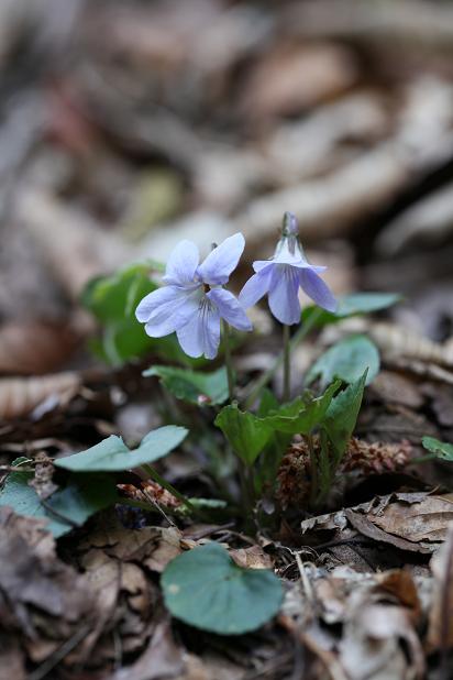 e0304170_2016717.jpg