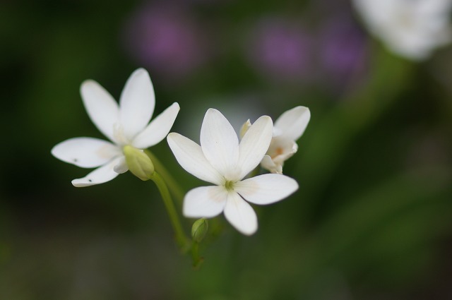 e0181373_2135980.jpg