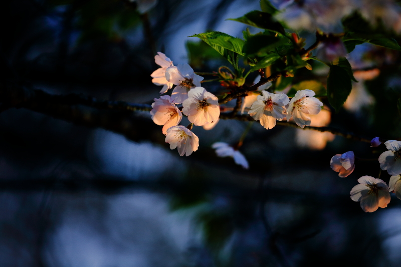 桜の黄昏_f0075075_19552151.jpg