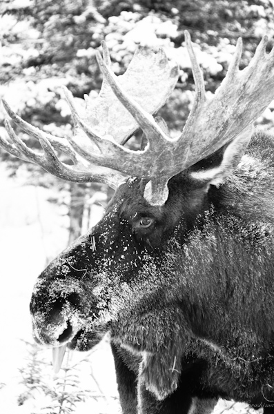 Yukon Wildlife Preserve & Muktuk Adventures Sled Dog_b0110880_136525.jpg