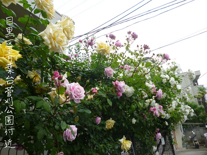 d0129083_15541460.jpg