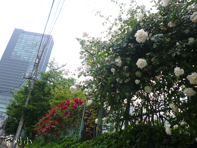 d0129083_15554656.jpg