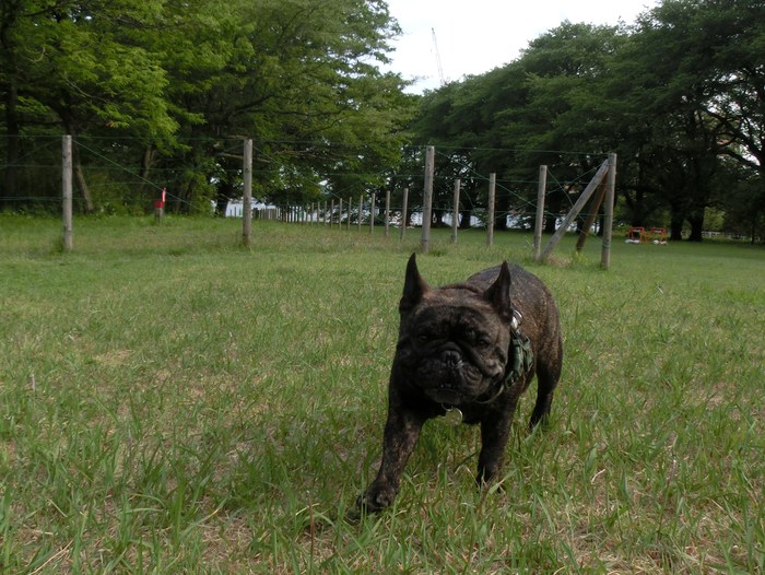 ５月１２日　飼い主が言うのも可笑しな話ですが。。。_e0199784_213139.jpg