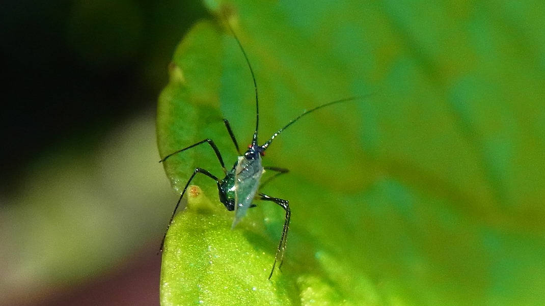 a0152692_1749348.jpg