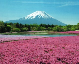 富士芝桜まつり2013行ってきました！_c0223192_2102229.jpg