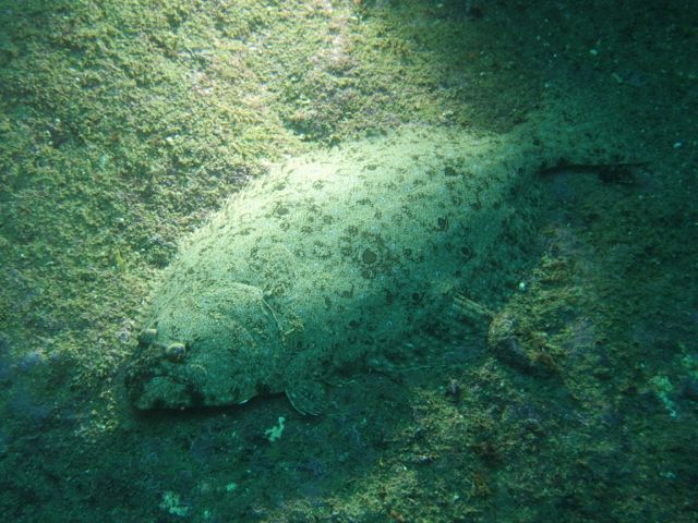 さかな群れ群れウミウシもいる雲見【2013年5月12日】_f0053895_17405466.jpg