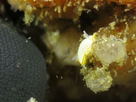 さかな群れ群れウミウシもいる雲見【2013年5月12日】_f0053895_17412639.jpg