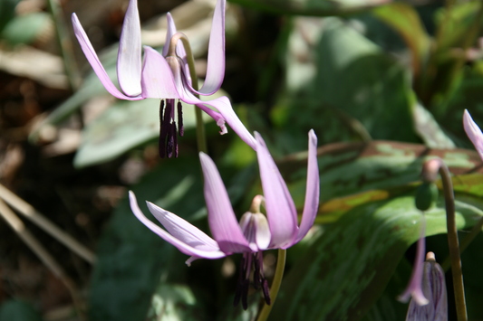 カタクリの花～☆_f0158596_16321060.jpg