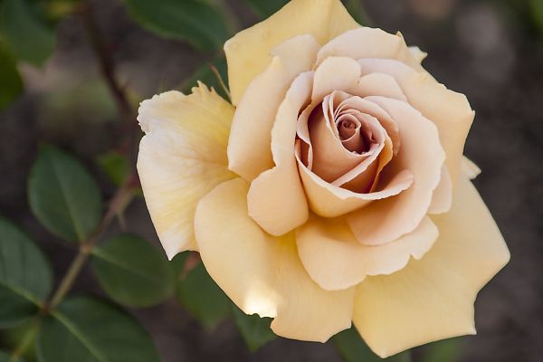 長居植物園の薔薇と芍薬_e0193503_2341863.jpg