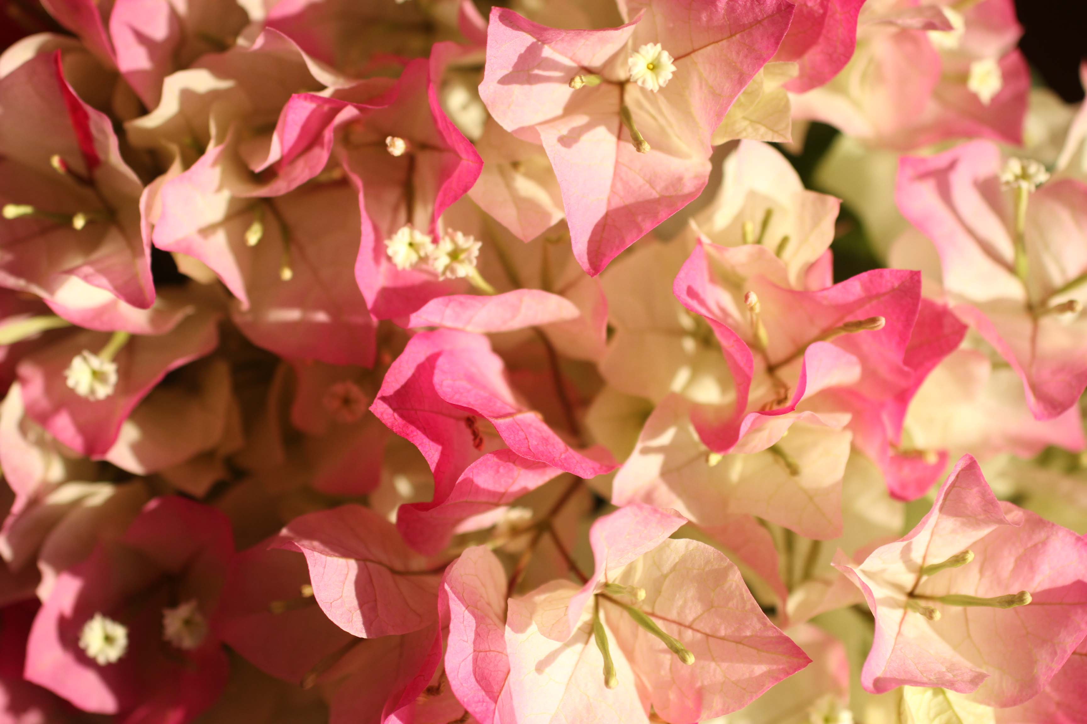 母の日の花・２種~♫_c0083210_7465716.jpg