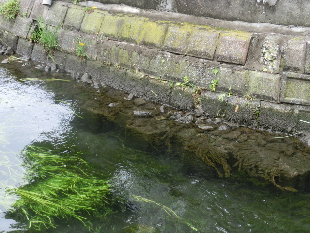 今年も湧き水が豊富　田宿川の川そうじ_f0141310_7591112.jpg