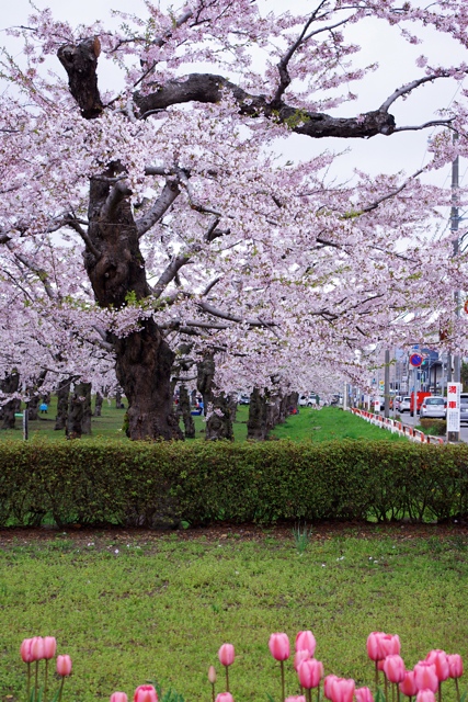 a0146011_01133.jpg