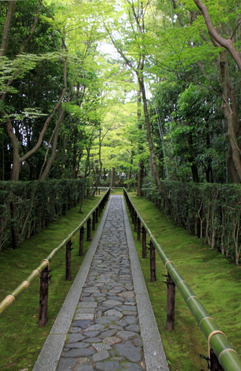 大徳寺　高桐院　青もみじ_e0048413_20571939.jpg