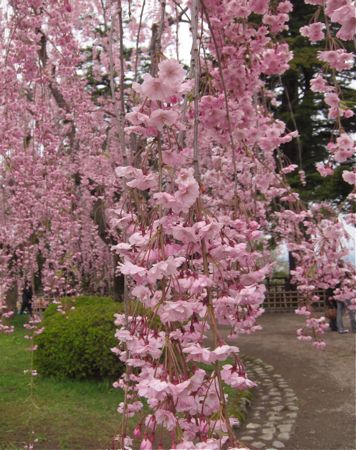 弘前でお花見 ・ その1（2013.05.13 MON.）_b0226219_13263276.jpg