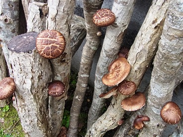 c0204725_16124620.jpg