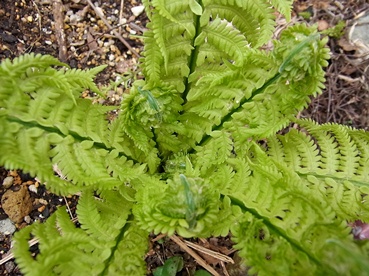 c0204725_16241432.jpg