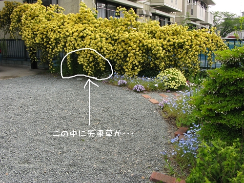 ゴミ袋 8袋_f0129726_2213673.jpg