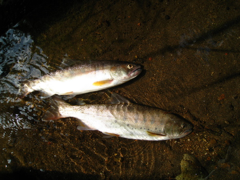a0233432_3201477.jpg