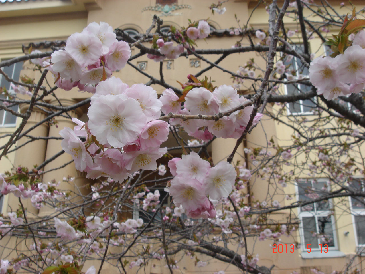 函館公園の八重咲きのサクラが開花し始めました。_e0145841_1736985.jpg