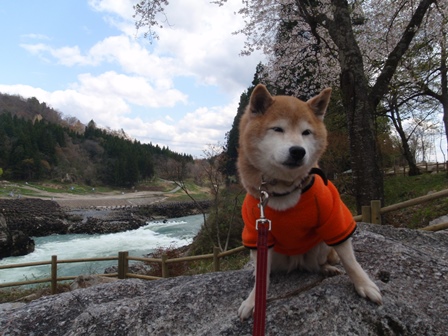 GW犬連れ車中泊の旅　１日目　鳥追観音～山都編_b0080342_048943.jpg