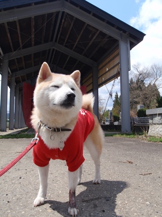 GW犬連れ車中泊の旅　１日目　鳥追観音～山都編_b0080342_2141194.jpg