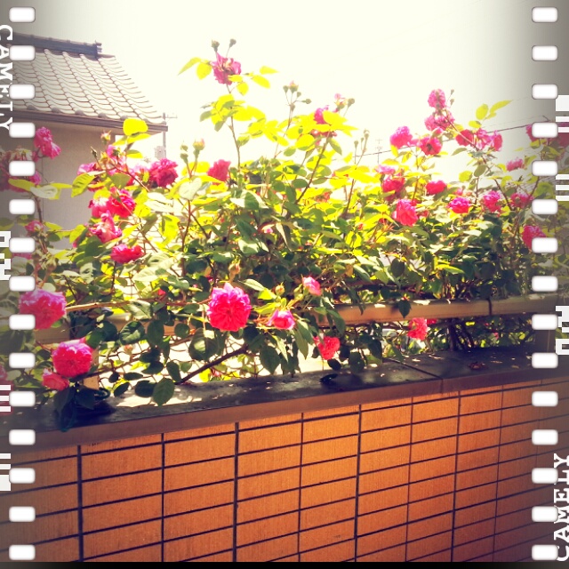 良い季節ですね~♪_e0225146_14151098.jpg