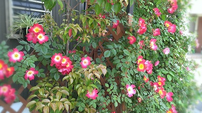 a0251851_13317.jpg