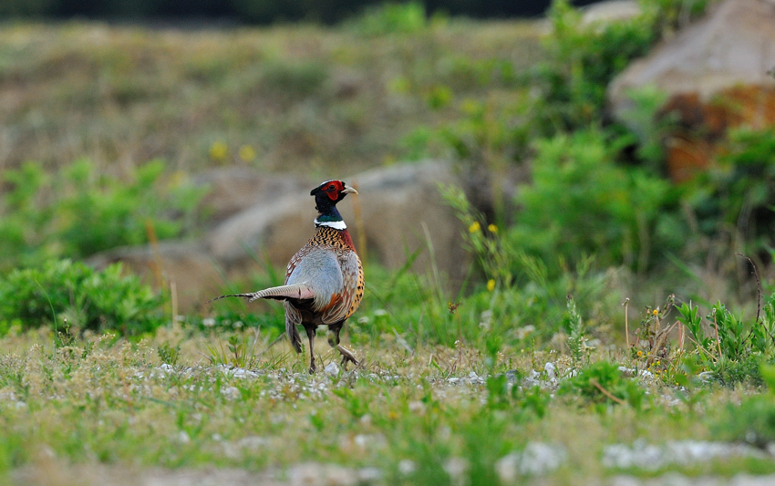 コウライキジ（Ring-necked Pheasant）～2013.05 : Birding in