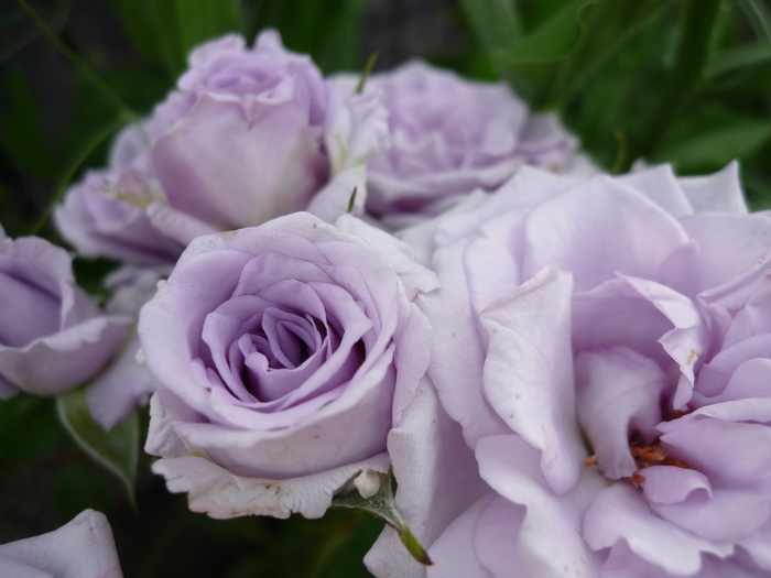 禅ローズ 薔薇の海 河合伸志 作出 花咲く お庭から 禅ローズ 薔薇の海 河合伸志 作出 花咲く お庭から