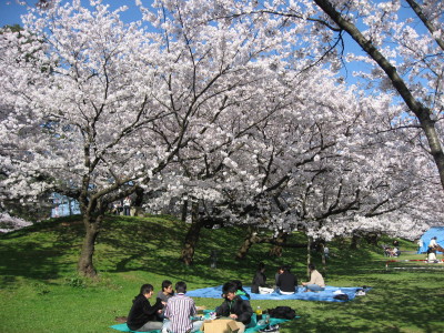 桜_f0006356_20264923.jpg