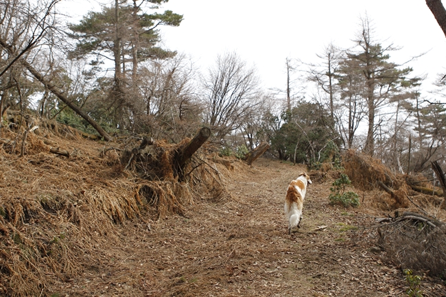 忠犬ベーちゃん_f0268259_202106.jpg