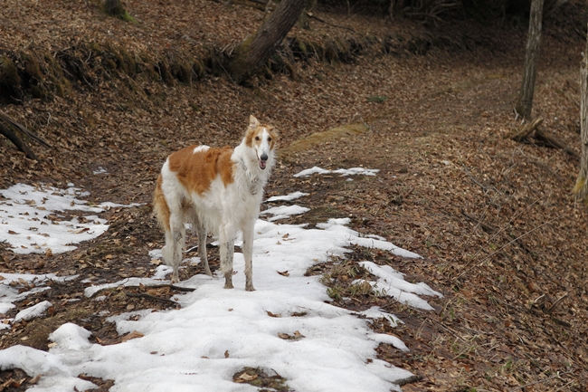 忠犬ベーちゃん_f0268259_20411331.jpg