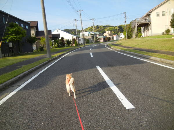 ’13,5,13(月)愛ちゃんの好きな散歩コースは・・・?_f0060461_13153898.jpg