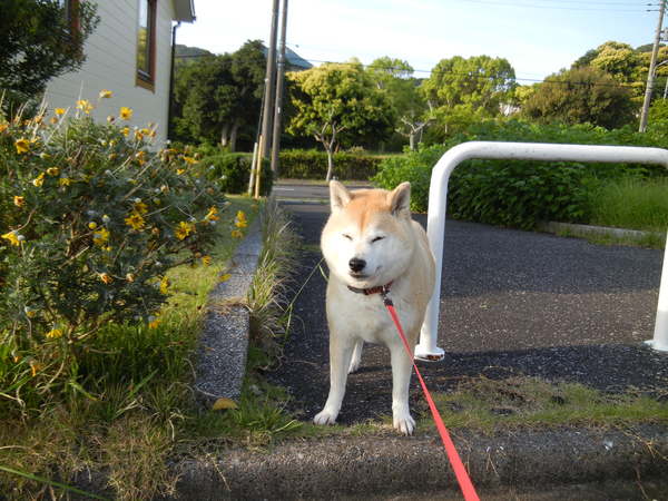 ’13,5,13(月)愛ちゃんの好きな散歩コースは・・・?_f0060461_13181517.jpg