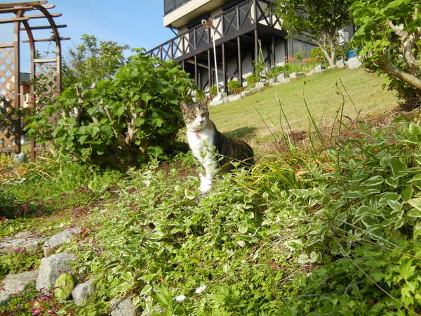 ’13,5,13(月)愛ちゃんの好きな散歩コースは・・・?_f0060461_13354986.jpg
