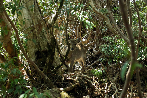 屋久島（2日目）_a0207672_03254.jpg