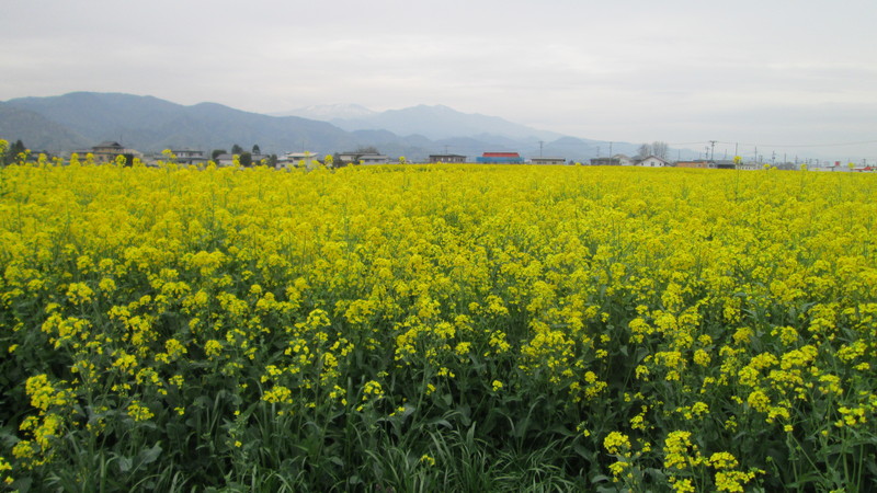 2013年5月１１日（土）の山形市内にある菜の花畑。_d0159273_356456.jpg