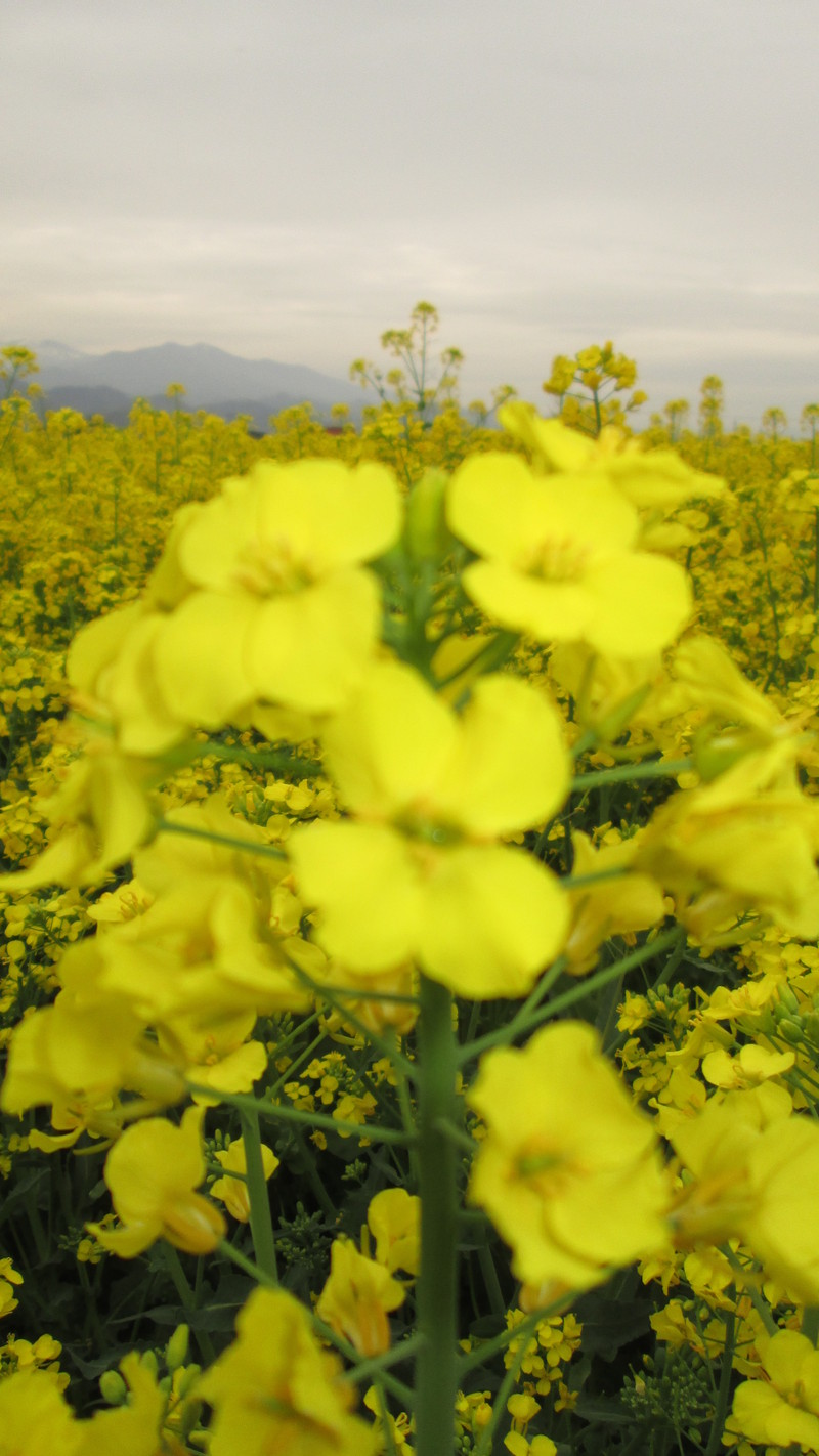 2013年5月１１日（土）の山形市内にある菜の花畑。_d0159273_3582535.jpg