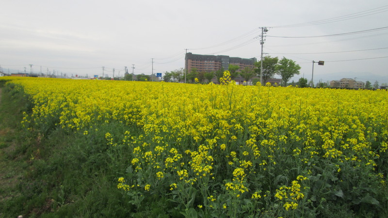 2013年5月１１日（土）の山形市内にある菜の花畑。_d0159273_3585676.jpg