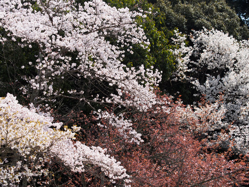 No.87　京都府　醍醐寺　桜_b0120889_23381811.jpg