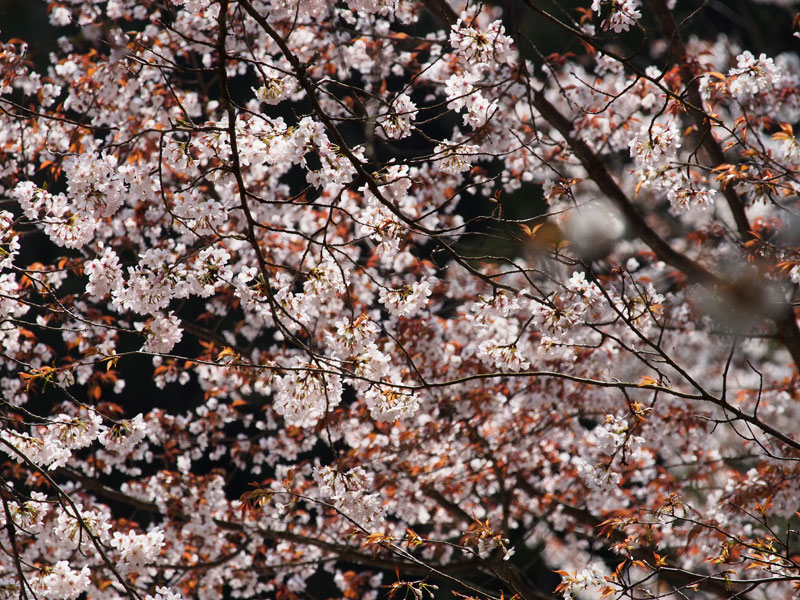 No.87　京都府　醍醐寺　桜_b0120889_23384659.jpg