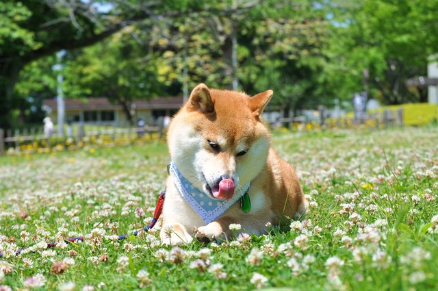 おひめさま_a0126590_22532899.jpg