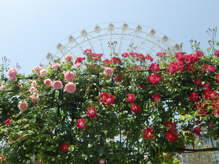 The Rose　festival_f0126994_17472511.jpg