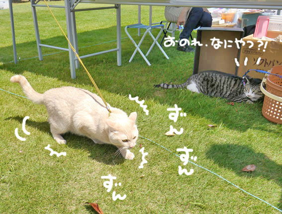 5月の猫譲渡会＆フリマ/ビビリ大将対決！_d0071596_12155848.jpg